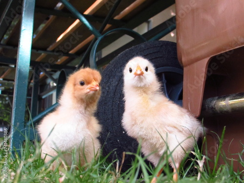 baby Küken im Grünen fressend photo