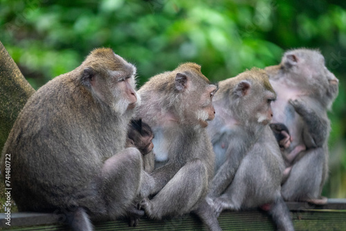 A family of monkeys with their children are sitting and gathering together on the wooden fence in the Ubud Monkey Forest Bali © AstraNova