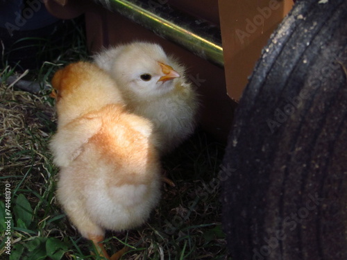 baby Küken im Grünen fressend photo