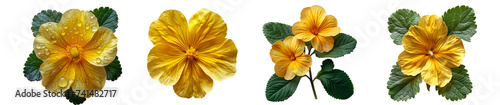 Yellow primrose flower set png. set of yellow primrose flowers top view PNG. yellow flower flat lay PNG. Primrose flower isolated. Spring time bloom