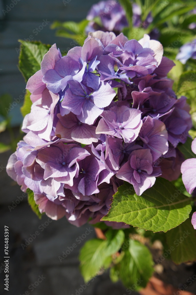 beautiful blooming Hydrangea macrophylla in a sunny summer garden. Floral wallpaper beautiful blooming Hydrangea macrophylla in a sunny summer garden. Floral wallpaper