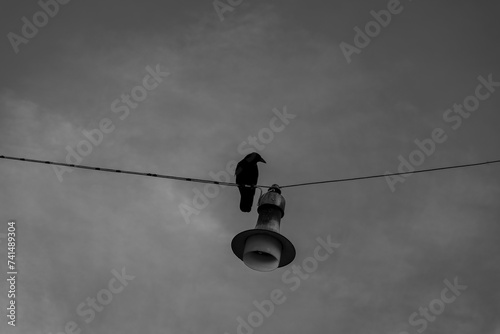 Black and white photo of a crow sitting on a power line next to a lamp against a cloudy sky 