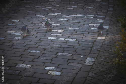 Three pigeons walking on cobblestone next to a shrub in the old town of Bern