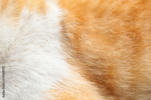 animal fur texture