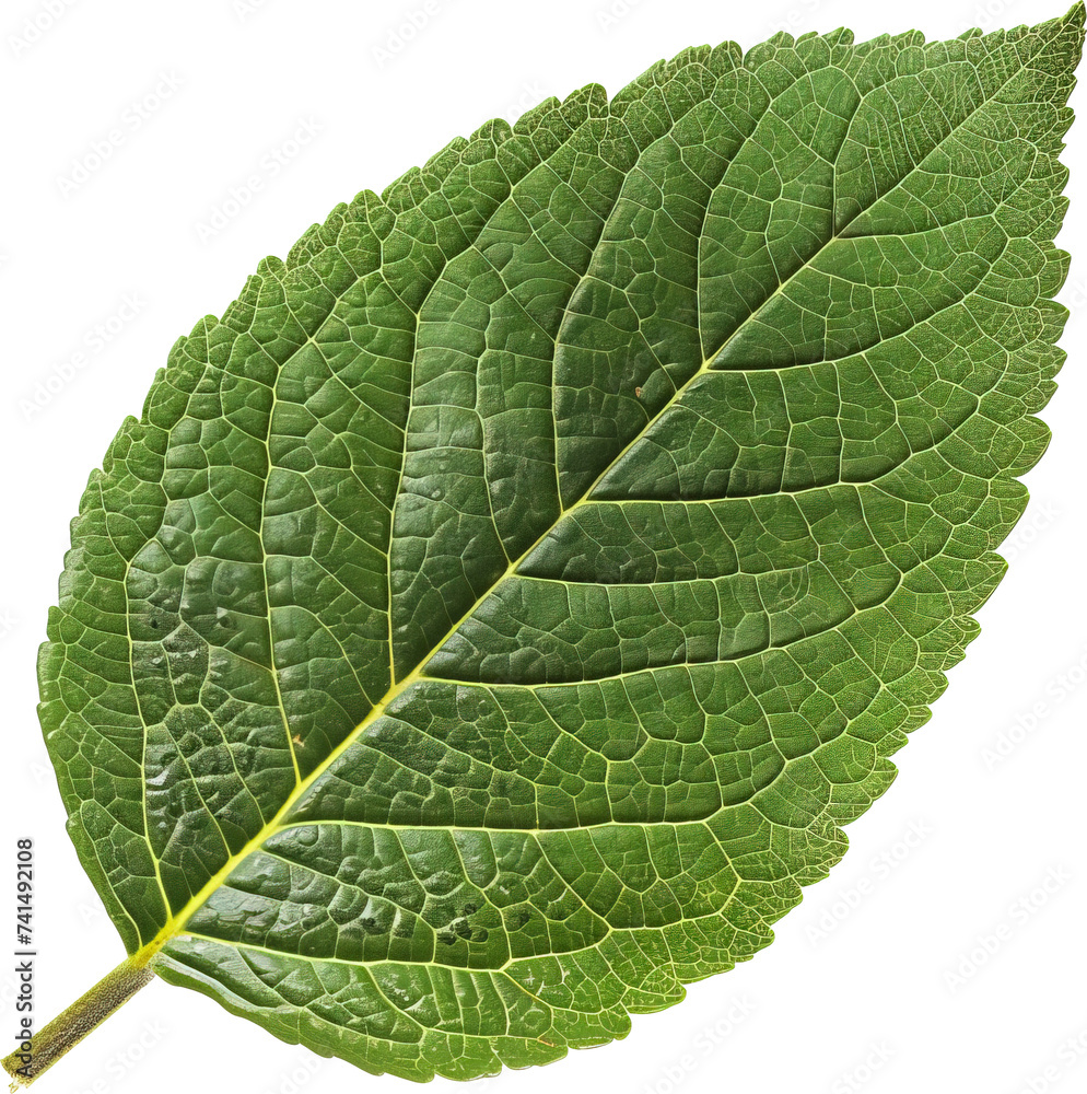 Leaf isolated on transparent background Leaf isolated on transparent background