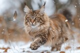 An attentive Maine Coon tracks prey, moving through snow with focus and determination.