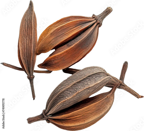 Black cardamom isolated on transparent background. PNG