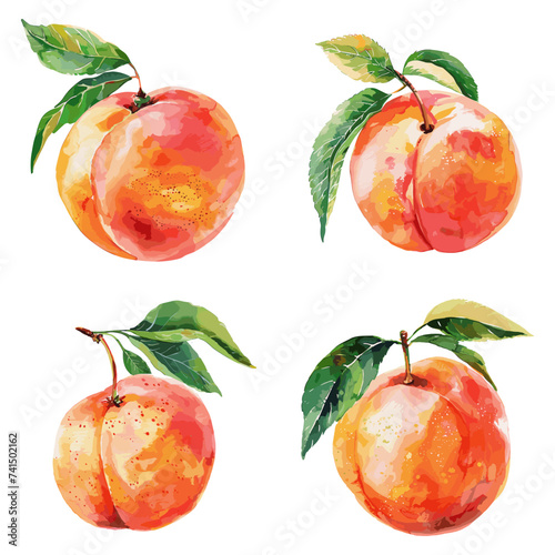 Peach fruit set watercolor isolated on white background