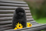 black pomeranian spitz puppy posing on a bench with yellow flowers
