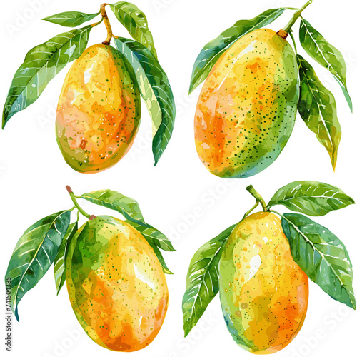 Watercolor set of mango fruit isolated on white background