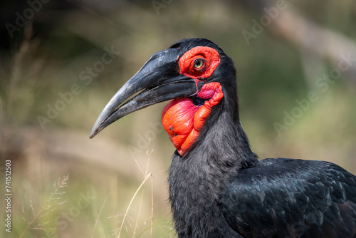 ground hornbills (Bucorvidae) are a family of the order Bucerotiformes, with a single genus Bucorvus and two extant species. The family is endemic to sub-Saharan Africa. photo