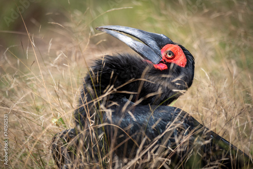 ground hornbills (Bucorvidae) are a family of the order Bucerotiformes, endemic to sub-Saharan Africa photo