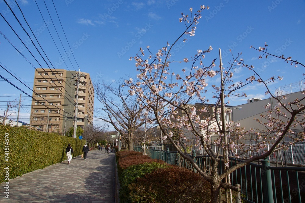 大船郵便局そばの玉縄桜 大船郵便局そばの玉縄桜