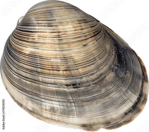 The swan mussel (large species of freshwater mussel) isolated on transparent background photo