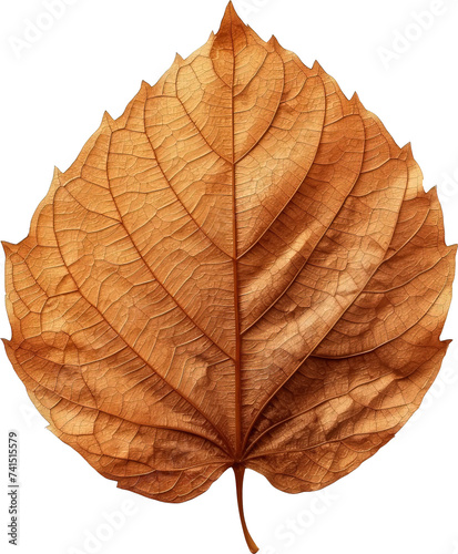 Dried plant leaves isolated on transparent background. PNG