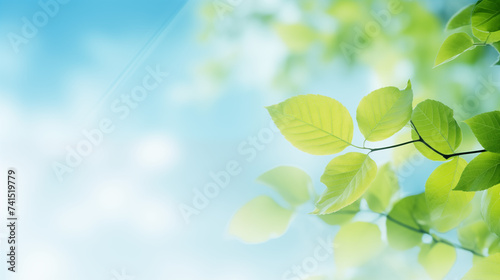 Ambiance printanière, feuilles vertes sur les branches d'un arbre. Arrière-plan de flou et lumière claire, bleu. Printemps, été, nature. Pour conception et création graphique photo