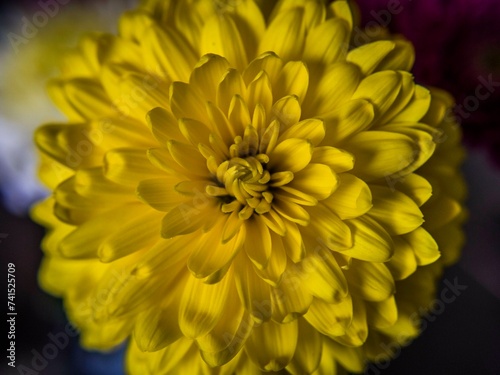 yellow dahlia flower