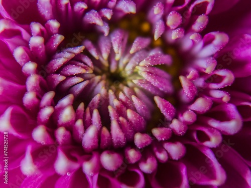 Close up Flowers