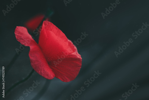 Red poppy close up isolated on gray blur background.