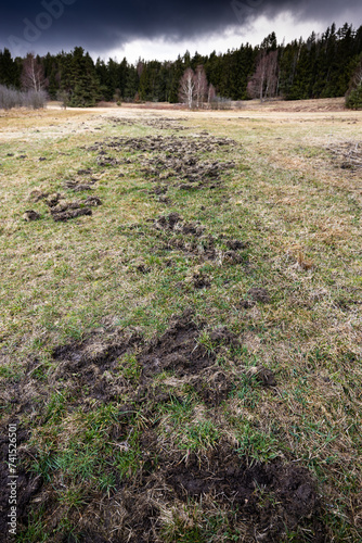 Evening landscape before storm - winter field ground rutted by wild boars