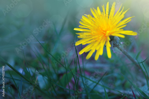 Sunny summer day with dandelion flowwer on blur background.