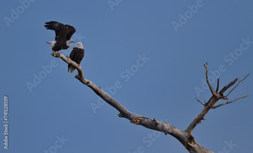 Eagle pair at Bosque del Apache National Wildlife Refuge. Eagle seems to fly in with an affectionate whisper to partner in dead tree near Flight Deck along auto drive of sanctuary.
