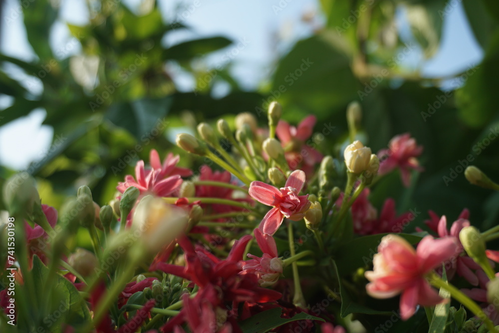 Chinese Honeysuckle Chinese Honeysuckle