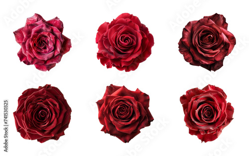 Collection of red rose flowers isolated on a transparent background  top view