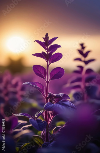 Purple basil plant in the field at sunset. Purple basil leaves