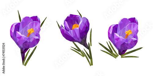 Colorful polygonal style design of blooming violet crocus flower. vector