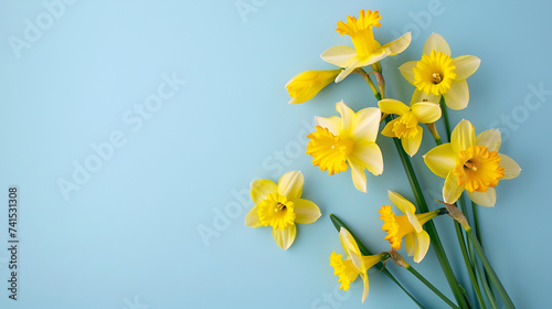 Beautiful fresh yellow daffodil flowers in full bloom on light blue background, close up. Space for text. Spring blossoms. Mother's day. Top view, flat lay.