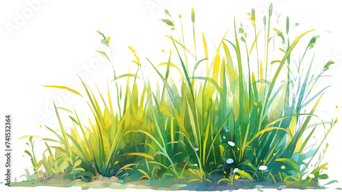 Grass isolated on transparent background