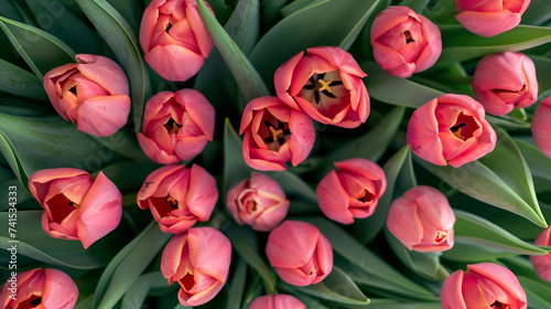 bunch Pink tulips Top view