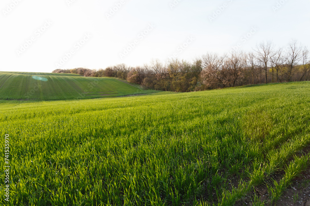 Young wheat field in early spring Young wheat field in early spring