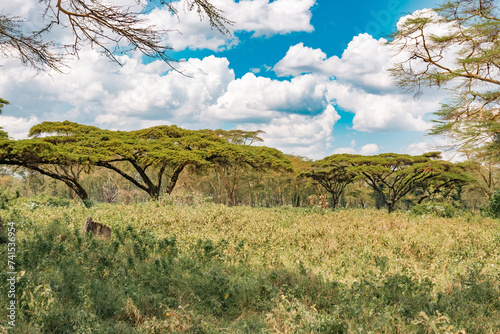 African landscapes with yellow barked acacia trees growing in the wild at Lake Nakuru National Park, Kenya
