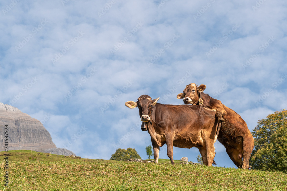 Two cows on a field amidst the Swiss Alps.
