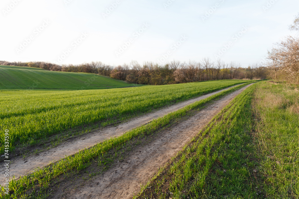 Countryside road through the spring wheat field
