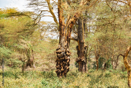 African landscapes with yellow barked acacia trees growing in the wild at Lake Nakuru National Park, Kenya 