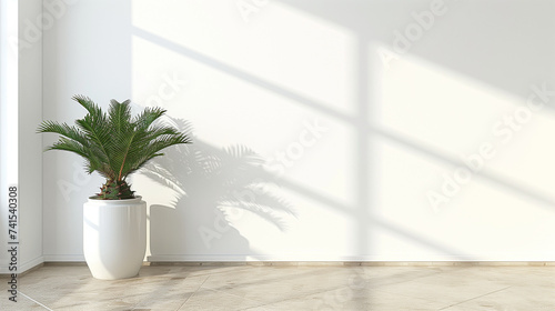 Sago palm in a white pot against a sunlit wall, indoor, minimalism, shadows.
