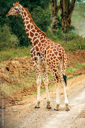 A rothschild giraffe in the wild at Lake Nakuru National Park, Kenya photo