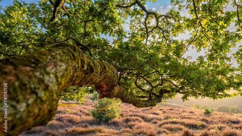 An old oak tree in the morning light on the top of a hill