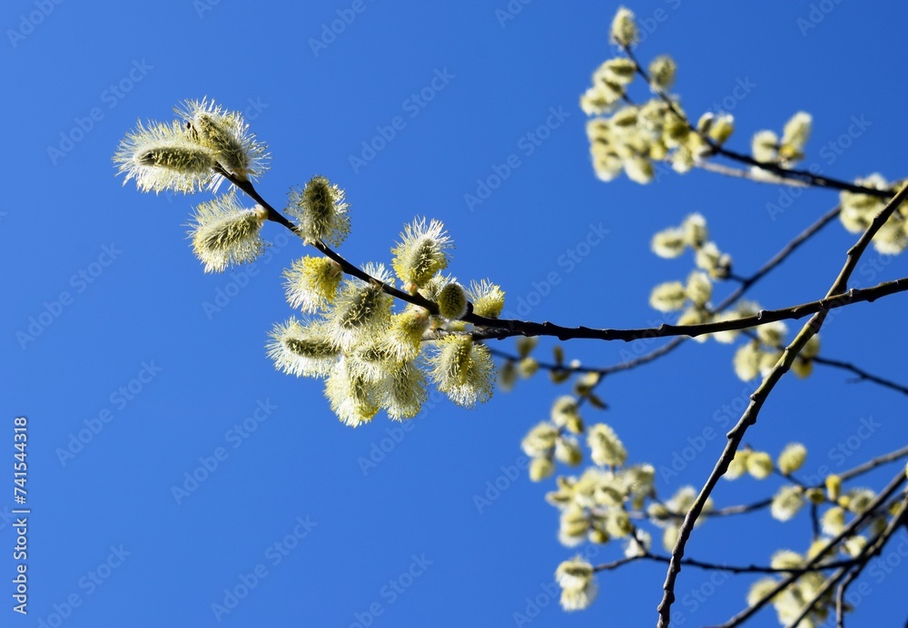 Blooming willow twigs with blue sky background, sunny day, spring time Blooming willow twigs with blue sky background, sunny day, spring time
