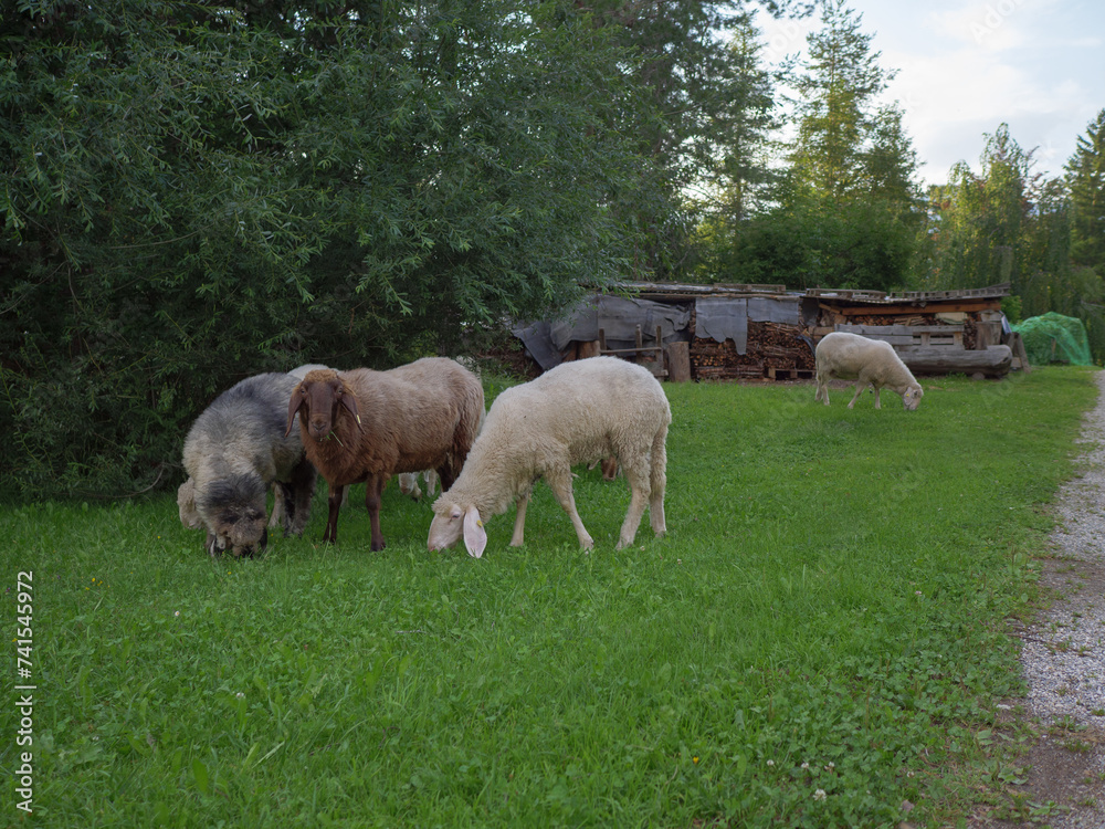 Sheep Ruminating on Grass near Trees Sheep Ruminating on Grass near Trees