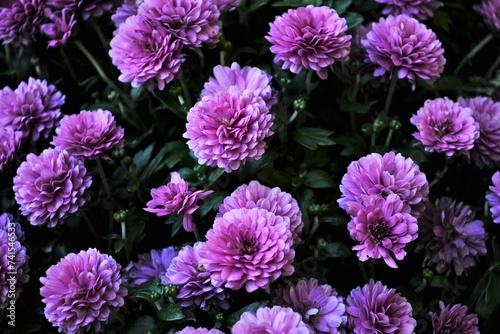 purple flowers