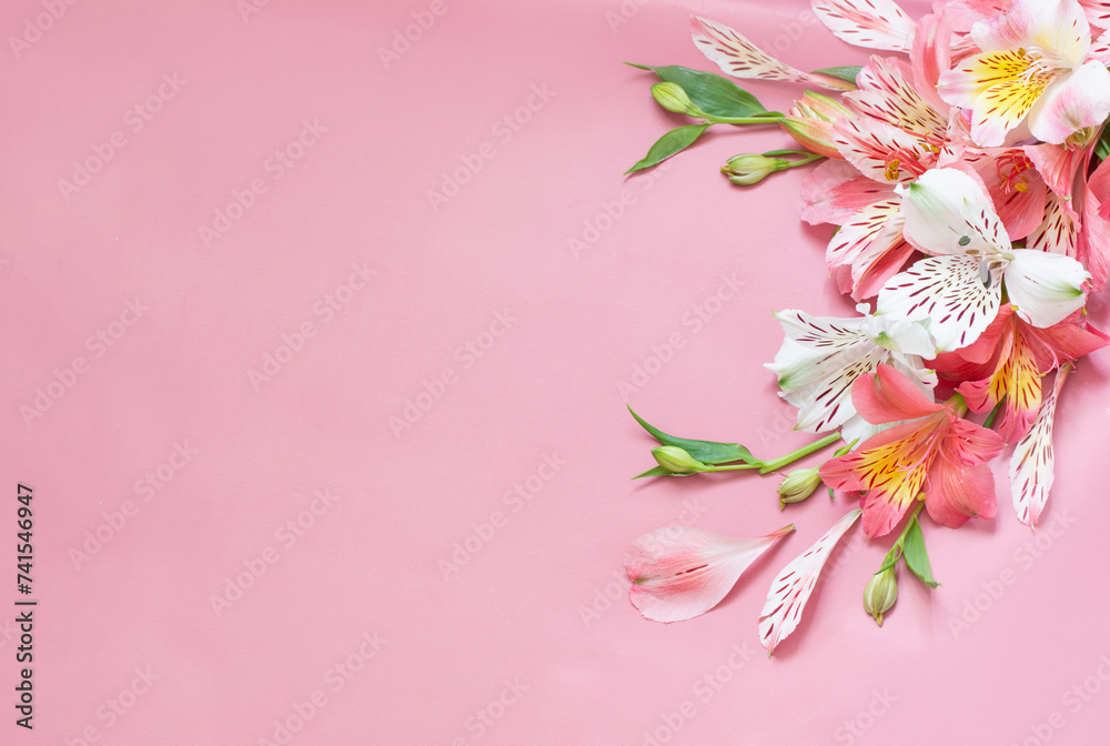 Fototapeta premium alstroemeria flowers on pink background