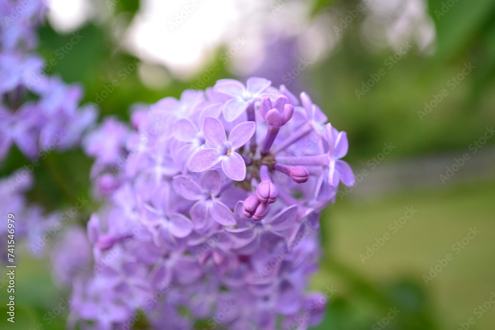 purple flower