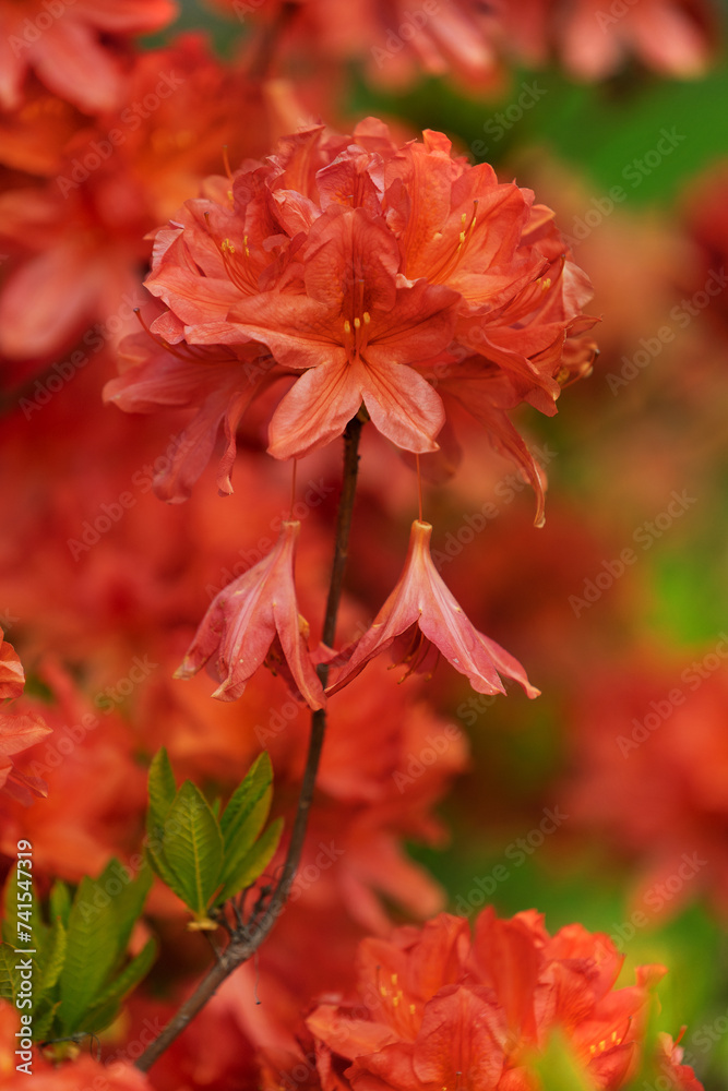 Flowering rhododendron bushes with beautiful red flowers.