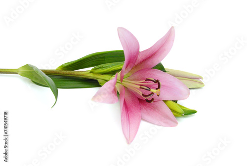 Stack lily flowers on a white background 