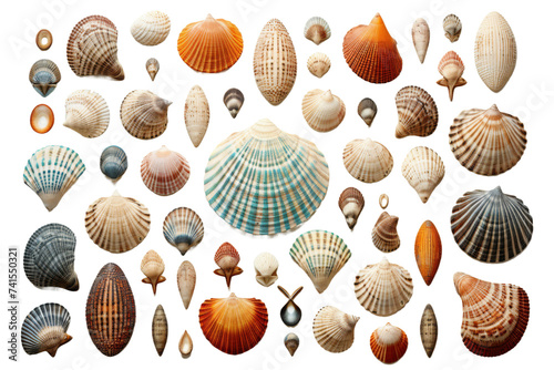 Seashell Ensemble Decorative Pattern Isolated on Transparent Background