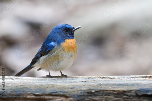 Blue throated Blue Flycatcher